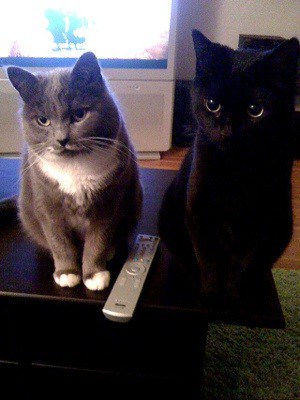 Katter, grå katt och svart katt
