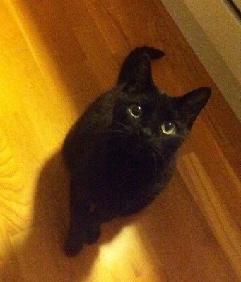 Min svarta katt Bacon