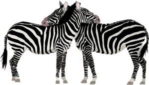 Zebra, symbol för Ehlers-Danlos syndrom
