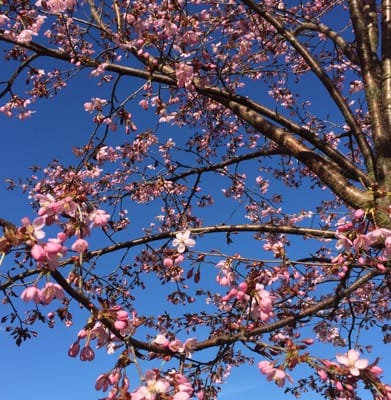Japanskt körsbärsträd med rosa blommor, körsbärsblommor