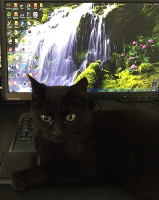 En svart katt vid datorn