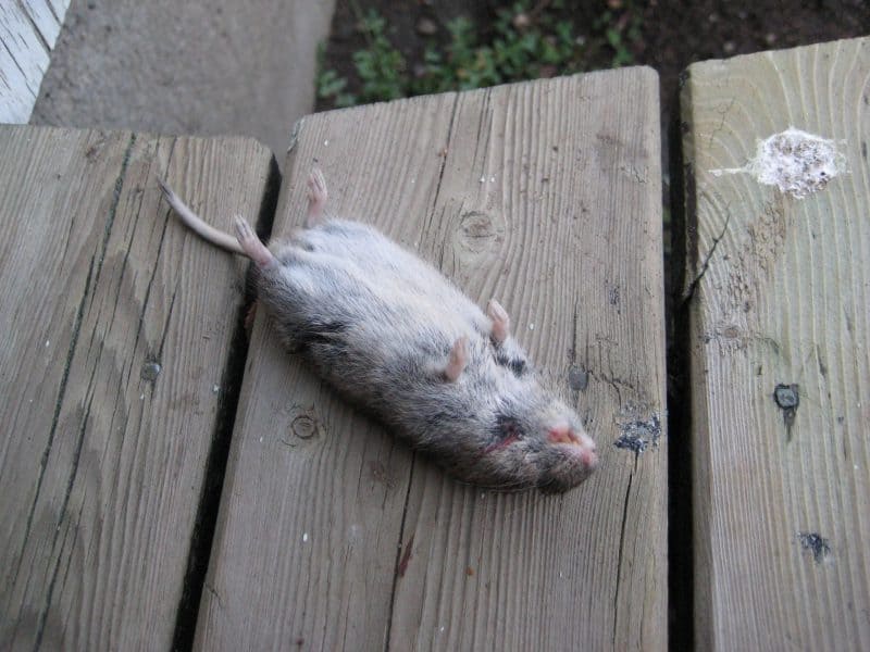 Död mus