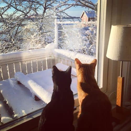 Katter i fönster, Fjodor och Finkel, utsikt på lantstället