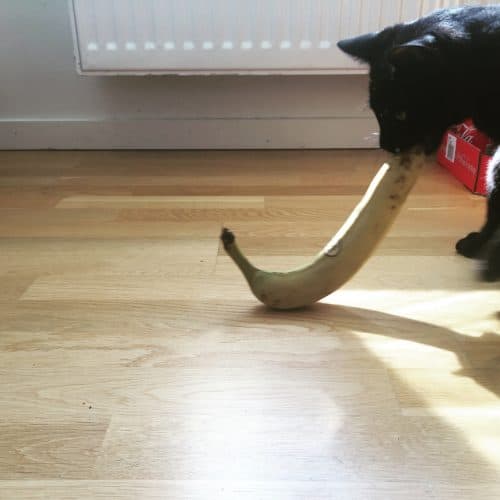 Svart katt, min Finkel, stjäl en banan