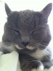 grå katt med vit mustasch, luddskalle