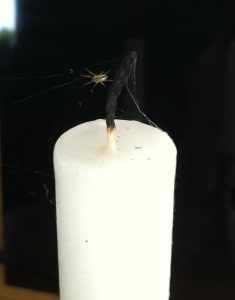 Mitt nya husdjur, en liten spindel, sitter på ett ljus