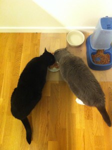 Katter äter