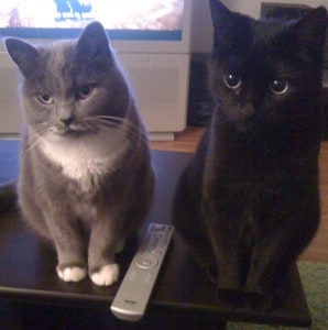 Katt, grå katt och svart katt