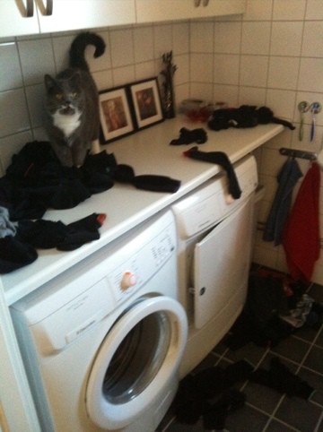 Katten har kuddkrig med alla nytvättade strumpor på bänken. Tvättmaraton.
