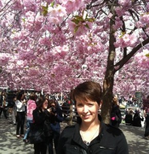 Arga Klara körsbärsträd blommar i Kungsträdgården