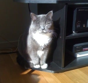 solkatt, katt sitter i solen och njuter