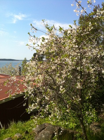 blommande körsbärsträd, vita blommor på lantstället. Firar två år med bloggen.