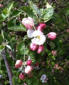 äppelblom, rosa blomma på träd