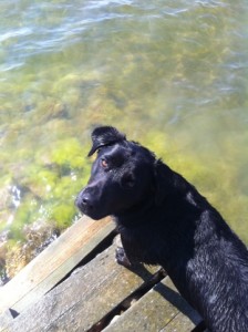 svart hund badar från en brygga