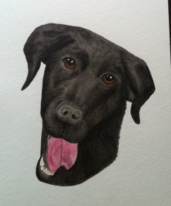 Akvarellmålning föreställande en hund, svärföräldrarnas labradorblandning Kajsa