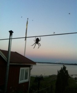 Stor spindel i Sverige