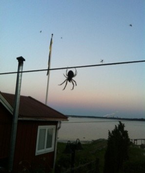 Stor husspindel i Sverige. Feta spindlar