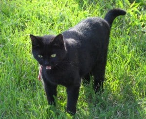 En svart katt, Bacon, ute på gräsmattan. Han älskar att sitta i mitt knä, och det blir hål i mina leggings!
