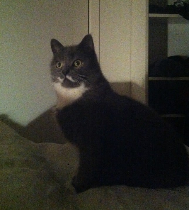 Min grå katt med vit mustasch leker gärna med skuggor. Och han är klumpig, ger mig ett abrupt uppvaknande ibland.