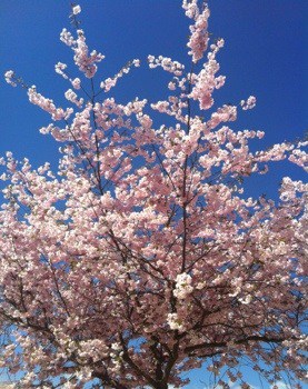 Körsbärsträd i blom, rosa körsbärsblommor