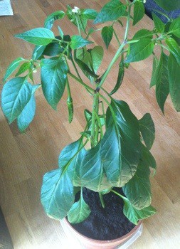 Chiliplanta, grön växt