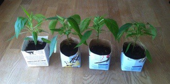 Chiliplanta, grön växt planterad i mjölkpaket