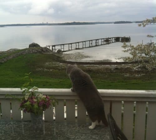 Grå katt tittar över staketet på lantstället