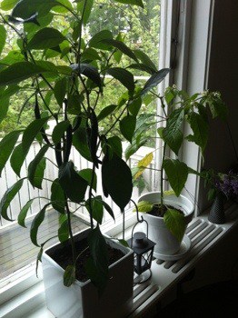Chiliplantor, gröna växter