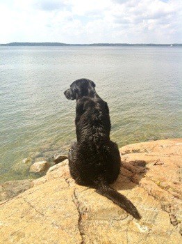 Svart hund sitter på klippa vid vattnet