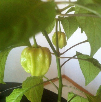 Chiliplanta med chilifrukt, grön växt. Habanero