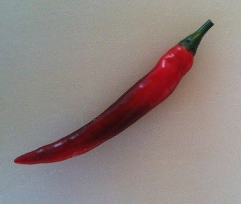 Röd chili som jag har odlat själv!