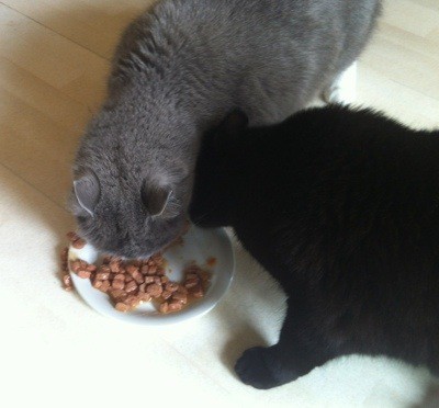 Katter äter och delar en tallrik