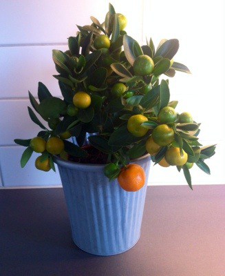 Citrusväxt Calamondin, citrusplanta med små gröna och orangea frukter. Söndagmiddag och döda växter.