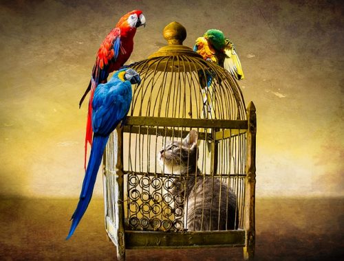 Katt i bur med papegojor