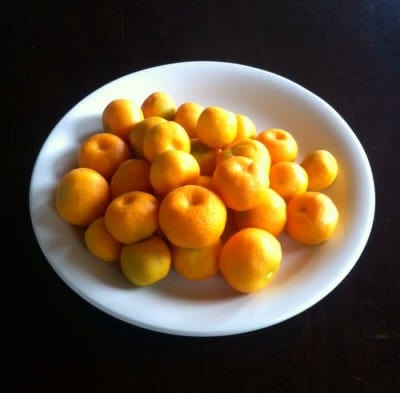 Citrusplanta Calamondin, frukt. Testar torkning för att förvara dem!