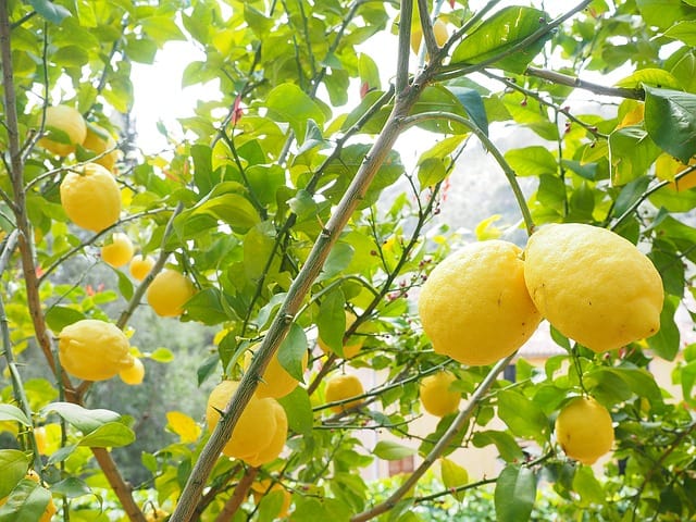Citroner, citronträd