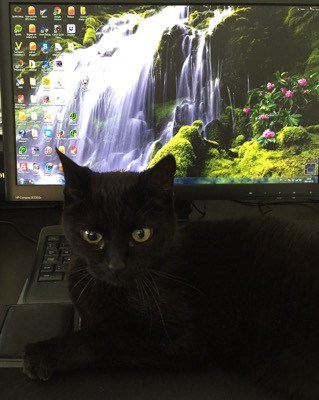 En svart katt. Min katt ligger på mitt tangentbord, men hjälper mig inte med skrivandet.