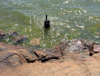 Hund badar på lantstället vid badberget. Bad på semestern