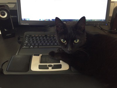 Svart katt ligger vid datorn. Min katt blir sur när jag använder datorn! Dags för en tur till veterinären.