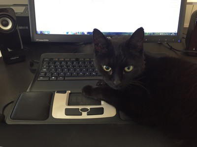Svart katt ligger vid datorn