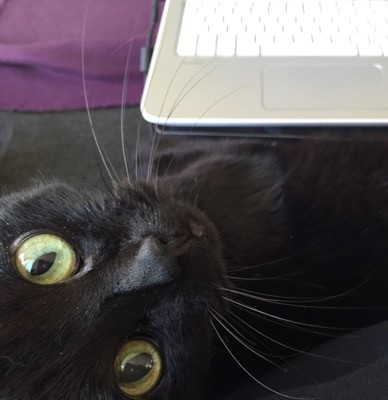 Svart katt vid datorn. Min katt är alltid i vägen! En undersökning visade att han är frisk som en nötkärna.