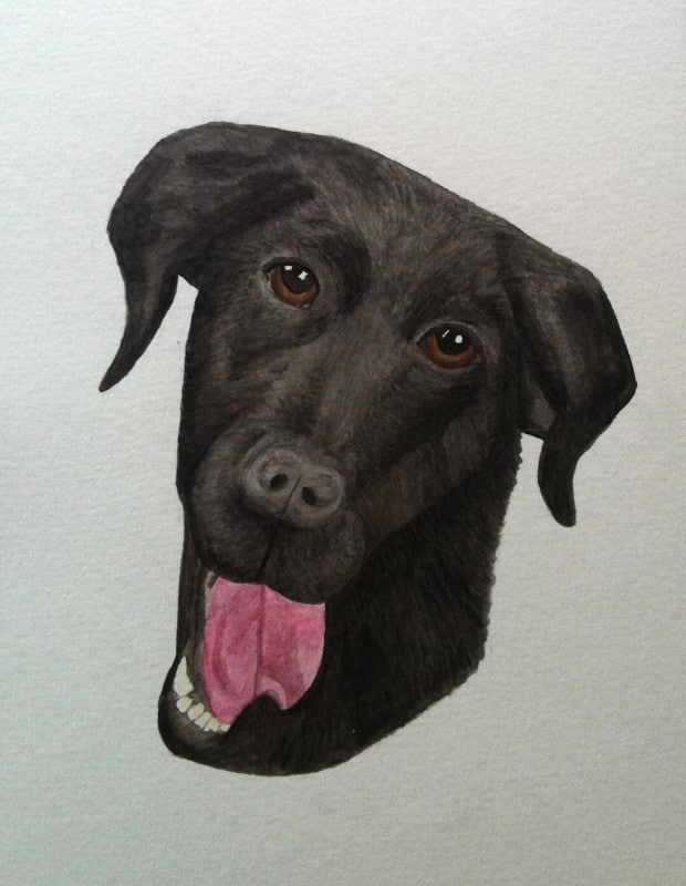 Hund i akvarell. Måla svart labrador.