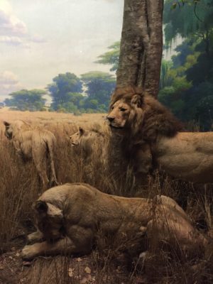 Lejon i diorama på Natural History museum i New York