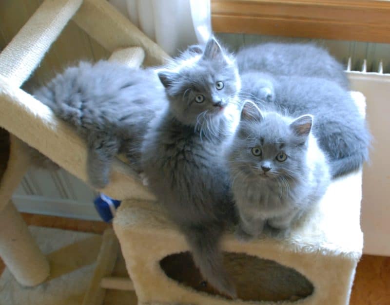 Kattungar, grå katt. Kattleverans