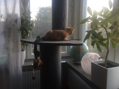 Orange kattunge, Fjodor