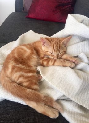 Trött orange kattunge