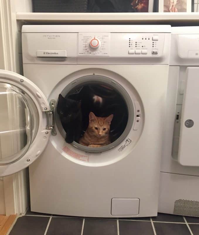 Katt, kattunge. Fjodor och Finkel i tvättmaskinen, jag får hjälp med precis allt!