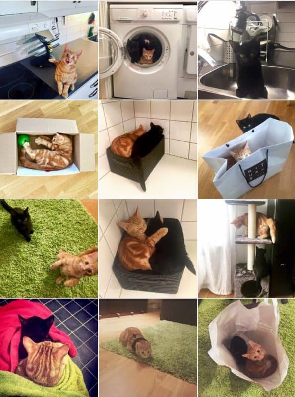 Katter! Mina kattungar på Instagram