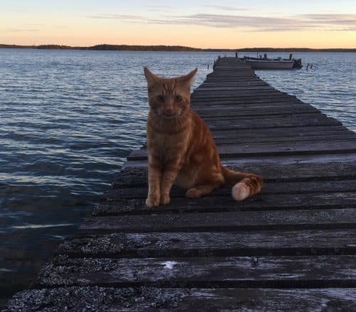 Orange katt på bryggan, Fjodor skeppskatt