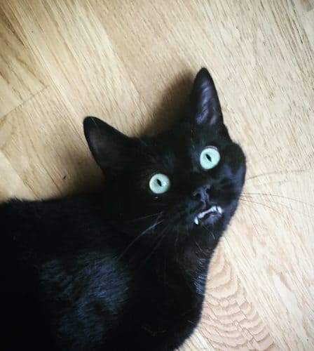 Min svarta katt Finkel visar tänderna